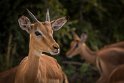 091 Kruger National Park, impala's